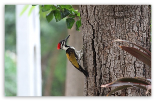 Indian Woodpecker UltraHD Wallpaper for Wide 16:10 5:3 Widescreen WHXGA WQXGA WUXGA WXGA WGA ; 8K UHD TV 16:9 Ultra High Definition 2160p 1440p 1080p 900p 720p ; UHD 16:9 2160p 1440p 1080p 900p 720p ; Standard 4:3 5:4 3:2 Fullscreen UXGA XGA SVGA QSXGA SXGA DVGA HVGA HQVGA ( Apple PowerBook G4 iPhone 4 3G 3GS iPod Touch ) ; Smartphone 16:9 3:2 5:3 2160p 1440p 1080p 900p 720p DVGA HVGA HQVGA ( Apple PowerBook G4 iPhone 4 3G 3GS iPod Touch ) WGA ; Tablet 1:1 ; iPad 1/2/Mini ; Mobile 4:3 5:3 3:2 16:9 5:4 - UXGA XGA SVGA WGA DVGA HVGA HQVGA ( Apple PowerBook G4 iPhone 4 3G 3GS iPod Touch ) 2160p 1440p 1080p 900p 720p QSXGA SXGA ;