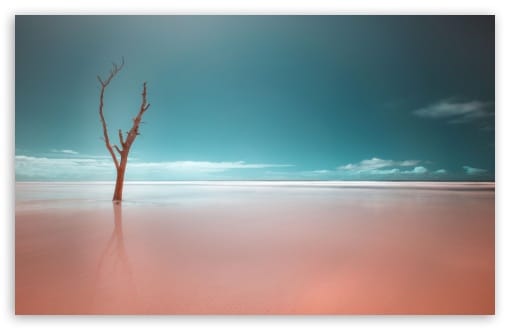Infrared Mangrove Flooding at Ilha do Cardoso State Park UltraHD Wallpaper for UHD 16:9 ; HD 16:9 ; UltraWide 21:9 24:10 ; Widescreen 16:10 ; Fullscreen 3:2 ; Tablet 1:1 ; Mobile 9:16 9:19.5 9:20 9:21 ;