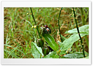 Insect 4K UHD Wallpaper for Widescreen and UltraWide Desktop, UltraHD TV, Smartphone, Tablet