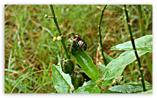 Insect UltraHD Wallpaper for Widescreen 5:3 ;