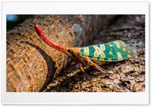 Insect Closeup 4K UHD Wallpaper for Widescreen and UltraWide Desktop, UltraHD TV, Smartphone, Tablet