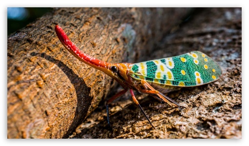 Insect Closeup UltraHD Wallpaper for UHD 16:9 ; HD 16:9 ;