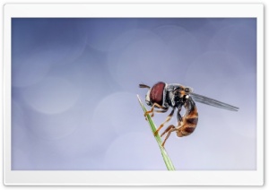 Insect Macro, Morning Ultra HD Wallpaper for 4K UHD Widescreen desktop, tablet & smartphone