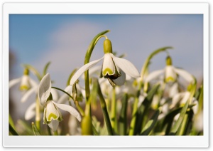 Insect On Snowdrop Ultra HD Wallpaper for 4K UHD Widescreen desktop, tablet & smartphone