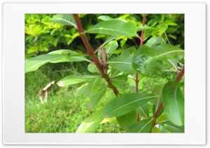 insect on the plant 4K UHD Wallpaper for Widescreen and UltraWide Desktop, UltraHD TV, Smartphone, Tablet