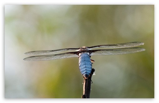 Insect Wings UltraHD Wallpaper for 8K UHD TV 16:9 Ultra High Definition 2160p 1440p 1080p 900p 720p ; Widescreen 16:10 5:3 WHXGA WQXGA WUXGA WXGA WGA ; Fullscreen 4:3 5:4 3:2 UXGA XGA SVGA QSXGA SXGA DVGA HVGA HQVGA ( Apple PowerBook G4 iPhone 4 3G 3GS iPod Touch ) ;