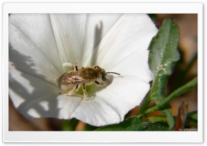 Insects 4K UHD Wallpaper for Widescreen and UltraWide Desktop, UltraHD TV, Smartphone, Tablet