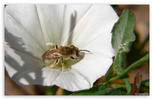 Insects UltraHD Wallpaper for HD 16:9 ; Widescreen 16:10 5:3 ; Fullscreen 4:3 5:4 3:2 ;