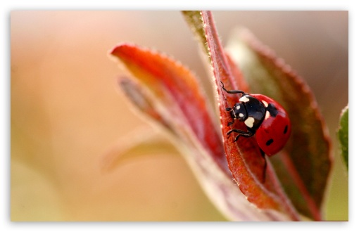 Insects UltraHD Wallpaper for Widescreen 16:10 ;