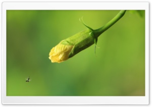 Insects Ultra HD Wallpaper for 4K UHD Widescreen desktop, tablet & smartphone