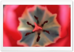 Inside A Tulip Ultra HD Wallpaper for 4K UHD Widescreen desktop, tablet & smartphone