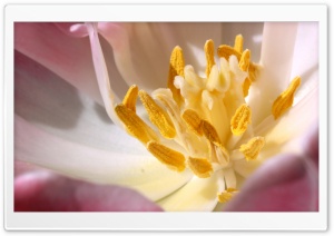 Inside A Tulip Ultra HD Wallpaper for 4K UHD Widescreen desktop, tablet & smartphone