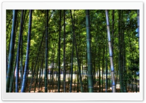 Inside The Bamboo Forest Ultra HD Wallpaper for 4K UHD Widescreen desktop, tablet & smartphone