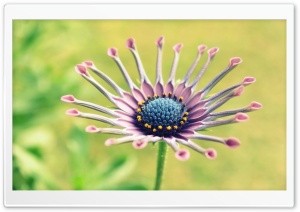 Interesting Flower, Macro Ultra HD Wallpaper for 4K UHD Widescreen desktop, tablet & smartphone