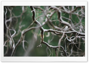 Intertwined, Curvy Branches Ultra HD Wallpaper for 4K UHD Widescreen desktop, tablet & smartphone
