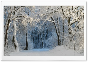 Into the Forest, Winter Ultra HD Wallpaper for 4K UHD Widescreen desktop, tablet & smartphone