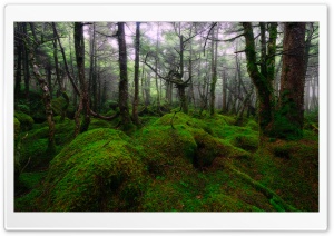 Into The Jungle Ultra HD Wallpaper for 4K UHD Widescreen desktop, tablet & smartphone