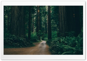 Into the Land of the Redwoods 4K UHD Wallpaper for Widescreen and UltraWide Desktop, UltraHD TV, Smartphone, Tablet