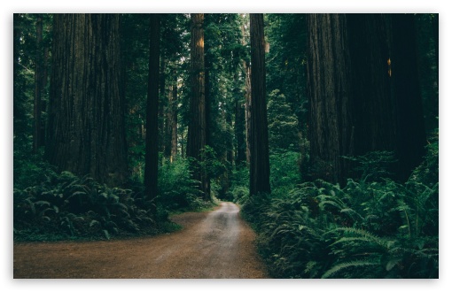 Into the Land of the Redwoods UltraHD Wallpaper for UHD 16:9 ; HD 16:9 ; UltraWide 21:9 24:10 32:9 32:10 ; Widescreen 16:10 5:3 ; Fullscreen 4:3 5:4 3:2 ; Tablet 1:1 ; Mobile 9:16 9:19.5 9:20 10:16 2:3 3:5 3:4 ; Dual 16:10 5:3 16:9 4:3 5:4 3:2 ;
