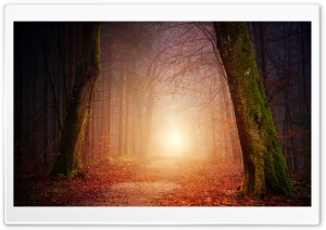 Into the Woods Ultra HD Wallpaper for 4K UHD Widescreen desktop, tablet & smartphone