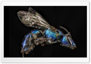 Iridescent Bee, Augochlora Regina Ultra HD Wallpaper for 4K UHD Widescreen desktop, tablet & smartphone