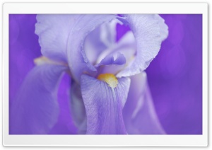 Iris Flower Ultra HD Wallpaper for 4K UHD Widescreen desktop, tablet & smartphone