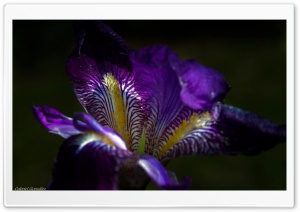 Iris Flower Macro Ultra HD Wallpaper for 4K UHD Widescreen desktop, tablet & smartphone