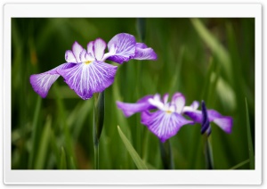 Irises Field Ultra HD Wallpaper for 4K UHD Widescreen desktop, tablet & smartphone