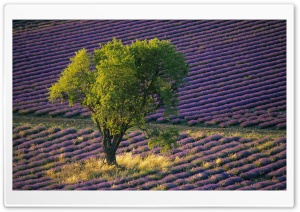 Isolated Tree In Lavender Field Baronniers France Ultra HD Wallpaper for 4K UHD Widescreen desktop, tablet & smartphone