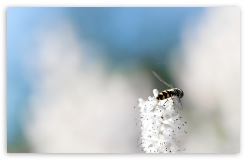 It Is A Bee UltraHD Wallpaper for Wide 16:10 5:3 Widescreen WHXGA WQXGA WUXGA WXGA WGA ; 8K UHD TV 16:9 Ultra High Definition 2160p 1440p 1080p 900p 720p ; UHD 16:9 2160p 1440p 1080p 900p 720p ; Standard 4:3 5:4 Fullscreen UXGA XGA SVGA QSXGA SXGA ; Tablet 1:1 ; iPad 1/2/Mini ; Mobile 4:3 5:3 3:2 16:9 5:4 - UXGA XGA SVGA WGA DVGA HVGA HQVGA ( Apple PowerBook G4 iPhone 4 3G 3GS iPod Touch ) 2160p 1440p 1080p 900p 720p QSXGA SXGA ; Dual 5:3 16:9 4:3 5:4 3:2 WGA 2160p 1440p 1080p 900p 720p UXGA XGA SVGA QSXGA SXGA DVGA HVGA HQVGA ( Apple PowerBook G4 iPhone 4 3G 3GS iPod Touch ) ;