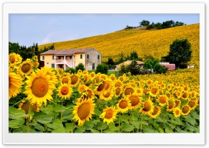 Italy Sunflowers Field Ultra HD Wallpaper for 4K UHD Widescreen Desktop, Lockscreen, Screensaver, TV, Tablet, Smartphone