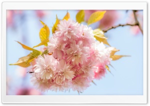 Its Springtime Ultra HD Wallpaper for 4K UHD Widescreen desktop, tablet & smartphone