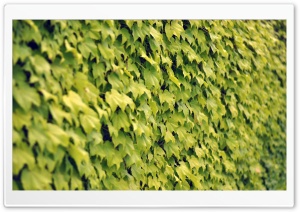 Ivy Wall, Summer Ultra HD Wallpaper for 4K UHD Widescreen desktop, tablet & smartphone