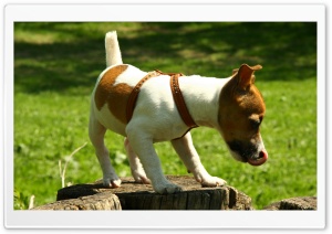 Jack Russell Licking His Snout Ultra HD Wallpaper for 4K UHD Widescreen Desktop, Lockscreen, Screensaver, TV, Tablet, Smartphone