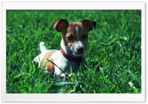 Jack Russell Terrier In The Grass Ultra HD Wallpaper for 4K UHD Widescreen desktop, tablet & smartphone