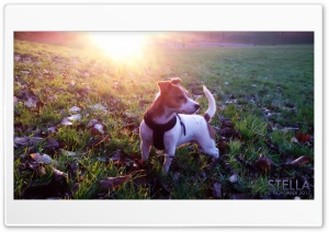 Jack Russell Terrier Stella Ultra HD Wallpaper for 4K UHD Widescreen desktop, tablet & smartphone