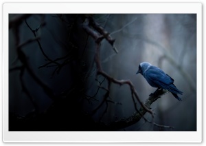 Jackdaw Ultra HD Wallpaper for 4K UHD Widescreen desktop, tablet & smartphone