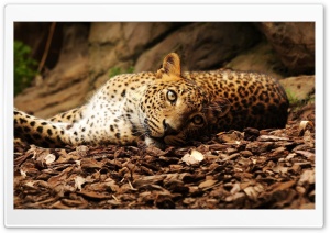 Jaguar Ultra HD Wallpaper for 4K UHD Widescreen desktop, tablet & smartphone