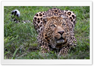 Jaguar Animal Ultra HD Wallpaper for 4K UHD Widescreen desktop, tablet & smartphone