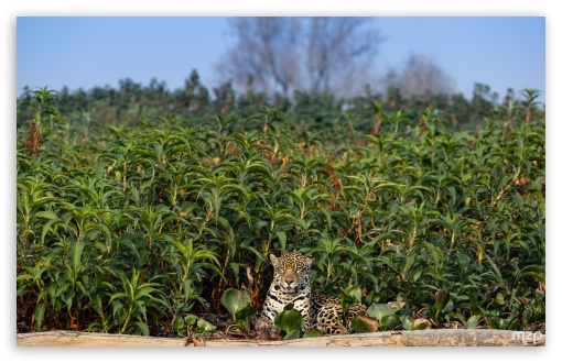 Jaguar, Animal, Big Cat, Resting, Wildlife UltraHD Wallpaper for UHD 16:9 ; HD 16:9 ; UltraWide 21:9 24:10 32:9 32:10 ; Widescreen 16:10 5:3 ; Fullscreen 4:3 3:2 ; Dual 16:10 5:3 16:9 4:3 5:4 3:2 ; Triple 16:10 5:3 16:9 4:3 5:4 3:2 ;