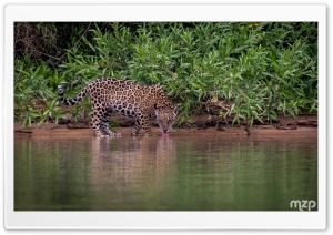 Jaguar, Animal, Drinking Water, Thirsty, River, Amazon 4K UHD Wallpaper for Widescreen and UltraWide Desktop, UltraHD TV, Smartphone, Tablet