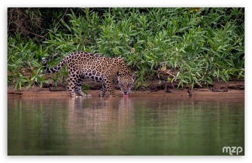 Jaguar, Animal, Drinking Water, Thirsty, River, Amazon UltraHD Wallpaper for UHD 16:9 ; HD 16:9 ; Widescreen 16:10 5:3 ; Fullscreen 4:3 3:2 ;