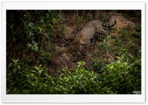 Jaguar, Animal, Wildlife, Predator, Amazon Rainforest, Brazil 4K UHD Wallpaper for Widescreen and UltraWide Desktop, UltraHD TV, Smartphone, Tablet