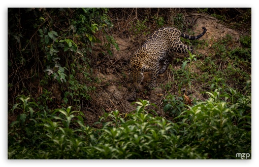 Jaguar, Animal, Wildlife, Predator, Amazon Rainforest, Brazil UltraHD Wallpaper for UHD 16:9 ; HD 16:9 ; Widescreen 16:10 5:3 ; Fullscreen 4:3 5:4 3:2 ; Tablet 1:1 ;