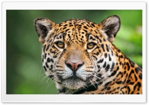 Jaguar Face Ultra HD Wallpaper for 4K UHD Widescreen desktop, tablet & smartphone