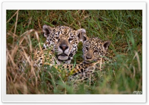 Jaguar, Mother and Baby, Wildlife, Jungle, Amazon Rainforest 4K UHD Wallpaper for Widescreen and UltraWide Desktop, UltraHD TV, Smartphone, Tablet