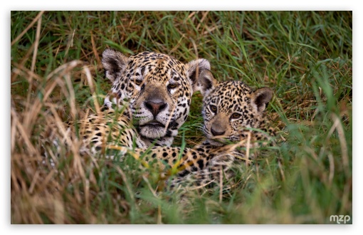 Jaguar, Mother and Baby, Wildlife, Jungle, Amazon Rainforest UltraHD Wallpaper for UHD 16:9 ; HD 16:9 ; Widescreen 16:10 5:3 ; Fullscreen 4:3 3:2 ;