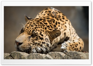 Jaguar On Wood Ultra HD Wallpaper for 4K UHD Widescreen Desktop, Lockscreen, Screensaver, TV, Tablet, Smartphone