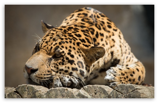 Jaguar On Wood UltraHD Wallpaper for HD 16:9 ; Widescreen 16:10 5:3 ; Fullscreen 4:3 3:2 ;