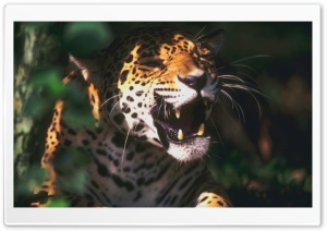 Jaguar Roaring Ultra HD Wallpaper for 4K UHD Widescreen desktop, tablet & smartphone